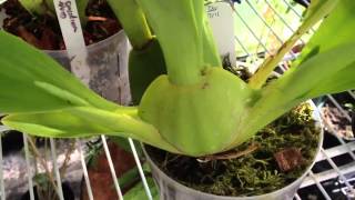 Oncidium Orchid care removing old bloom spike and how it reblooms [upl. by Ahsenrad]