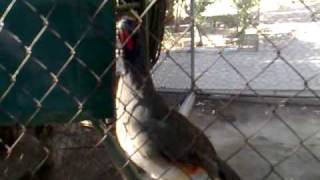 Chachalaca Ruidosa Coolest Sound Bird [upl. by Lleruj]