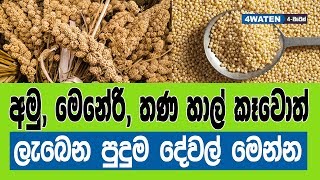 අමු මෙනේරි සහ තණ සහල් කන අයට ලැබෙන දේවල් මෙන්න  Benefits of millet grain [upl. by Ploss]