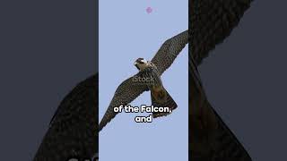 Falcon Bird Totem of the Week of Aug 19 to Aug 26 2024 falcon bird birds birdtotem birdtotems [upl. by Sieracki]