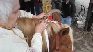 How To Braid Draft Horse Mane and Tail for Show [upl. by Saleem]