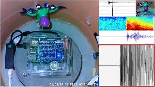 M 41  Rancho Palos Verdes CA 1124  RaspberryShake 4D Seismograph RD29A  Chino Hills CA [upl. by Mathur]