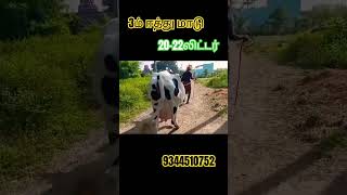 அதிக கரவைத்திரனில் HF சினை மாடுகள் விற்பனைக்கு வந்ததுள்ளது cow jersycow cowfarm jallikattu [upl. by Racklin]