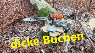 Buchen fällen mit Stihl [upl. by Myrvyn686]