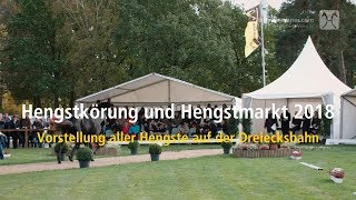 Hannoveraner Hengstkörung 2018  Erste Besichtigung auf der Dreiecksbahn [upl. by Martguerita]