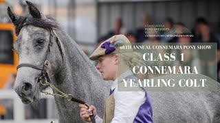 Class One Connemara Yearling Colt  98th Connemara Pony Show [upl. by Auot]