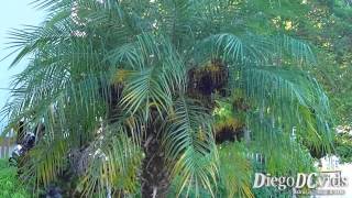 Phoenix roebelenii  Pygmy date palm Arecaceae Tamareiraanã [upl. by Craddock]