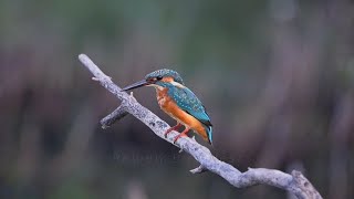 EP09Common kingfisher Bird Eat welleaten fish [upl. by Awhsoj]