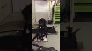 Idiopathic Head Tremor Episode  ten month old black Labrador [upl. by Pascasia37]