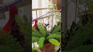 Foxtail Fern Care In Rainy Season gardening foxtailfernyoutubeshorts [upl. by Jens]