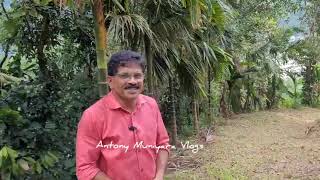 Areca nut farmAntony Muniyara Vlogs [upl. by Mikal776]