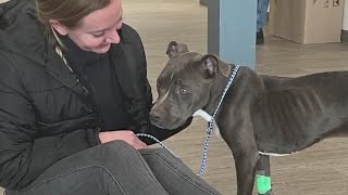 Emaciated dog rescued from frigid backyard in NJ [upl. by Borszcz62]