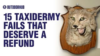 15 Taxidermy Fails That Deserve a Refund [upl. by Donnie]