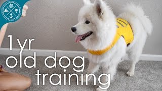 Dog training and tricks  1 yr Samoyed [upl. by Scandura]