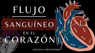 La Circulación Sanguínea a Través del Corazón  Animación del Flujo Cardiaco Anatomía corazon [upl. by Trixi]