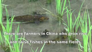 China Growing rice raising fish for food and livelihood security [upl. by Valle]