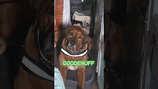 Ridgeback claims more territory in van takeover [upl. by Savory892]