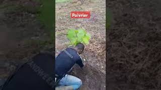 Comment planter un poivrier [upl. by Rebba]