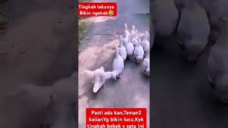 Bebek ngondekuniklucufunnyvidioshort [upl. by Esinel]