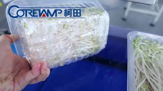 Automatic Cling film packaging machine for vegetable fruits cling wrap machines PE film [upl. by Jard618]