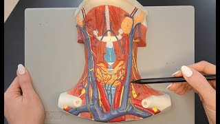 Muscles of the Neck and Throat [upl. by Norga311]