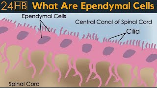 What Are Ependymal Cells  24HB [upl. by Kanter34]