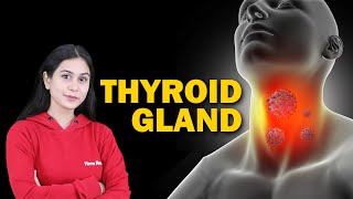 Endocrine System and Adolescence  Thyroid Gland  Biology  Class 8 ICSE  Home Revise [upl. by Einnod221]