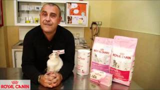 El apareamiento de los gatos  Salud felina Royal Canin [upl. by Htiekal513]