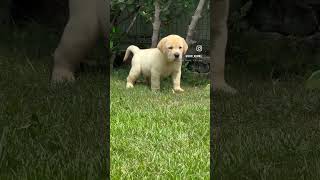 Jackson son lablovers doglover lablove puppy shortvideos pets love viralvideo trending [upl. by Anasiul693]