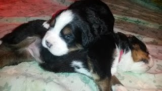 Bernese mountain dog puppies 12 days old [upl. by Saudra]