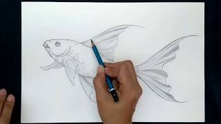 How to Draw a Butterfly Fish  Simple Sketch [upl. by Errehs700]