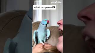 Talking Parrot Interacts Adorably With Owner [upl. by Burnett]