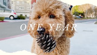 One year with our mini goldendoodle  Through the Months  f1b mini goldendoodle [upl. by Nawrocki]