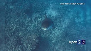 Hawaii man greeted by great white shark during insane experience [upl. by Avruch]