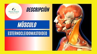 Músculo Esternocleidomastoideo ‼️IMPORTANTÍSIMO‼️ [upl. by Eiznikcm863]