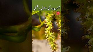 Dictators Love For Invasive Plants  smog environment dictatorship pakistan ecosystem native [upl. by Irehs283]