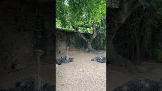 Ostriches 🐤🐤 at Dehiwala Zoological Garden in Sri Lanka [upl. by Tnilk]