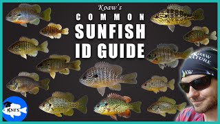 Identify Any Common Sunfish  Koaws Guide to Sunfishes Lepomis [upl. by Staford]