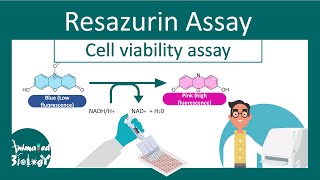 Resazurin Cell Viability Assay  Why Resazurin assay is performed  principle and application [upl. by Nirehs741]