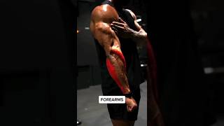 Stronger Forearms  Quick Exercises for Grip Strength [upl. by Doley]