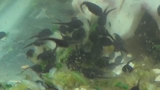 How and What to Feed Tadpoles Cooking With Chris [upl. by Aiclid]