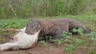 Very Crazy 😱😱 Komodo dragons swallow on wild goats in the forest [upl. by Andeee742]