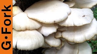 Mushroom Identification amp Foraging Oysters  GardenFork Cooks [upl. by Yelah]