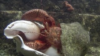 Giant Hermit Crab Changing Shells  Documentary Short  1080p [upl. by Ahasuerus]