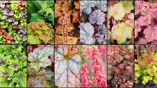 HEUCHERA VARIETIES  Plants Weekly [upl. by Gide]