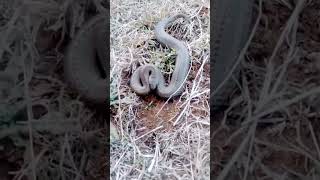 CULEBRA 🐍 CONOPSIS LINEATACULEBRA TERRESTRE [upl. by Kiyohara349]