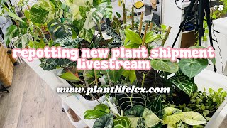 Repotting Plant Shipment amp Chill🪴✨  BLACK FRIDAY PREP HANGOUT  111524 [upl. by Wyatt506]