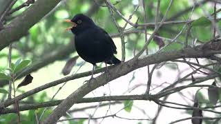 Blackbird alarm call [upl. by Anoval638]