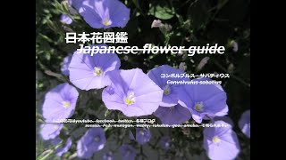 青い煌めき？！Blue glitter  コンボルブルス・サバティウス Convolvulus sabatius 季節の花 日本花図鑑 Japanese flower guide [upl. by Cordelie419]