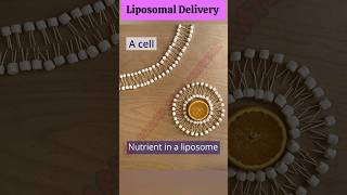 Liposomal Delivery ll 3D Animation ll Liposome Drug Delivery System ll SGpharmastudymaterial [upl. by Dawes]